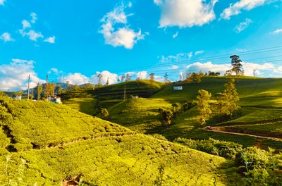 Green grass fields under the blue sky during the day
